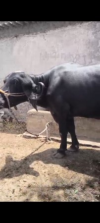 પેલૂવેતર. 5મહીનાગાભ.ફૂલ.હેવી