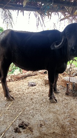 ખરેડી વેચવાની છે