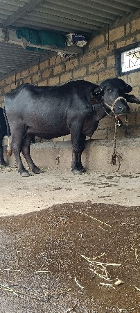 ભેંશ વેચવાની છે