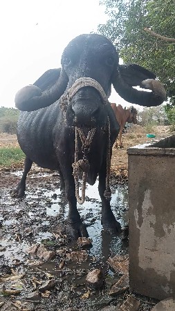 વ્યાય એમ છે...૧૫/૨૦ દિવસમાં...
