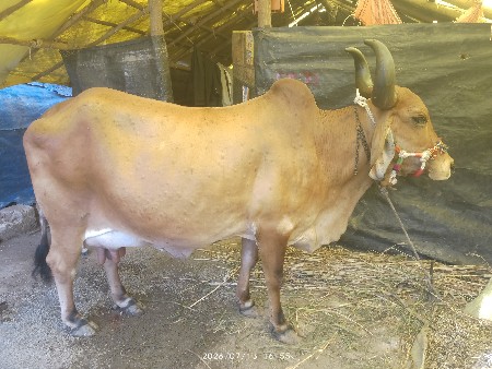 આ ગાય વેચવાનિ છે
