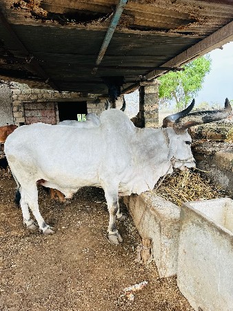 ચાર વાવણી વાવેલા