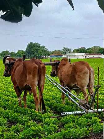 બળદ વેચવાના છે.