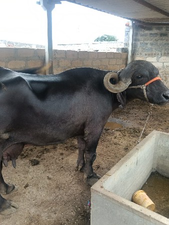 જાફરાબાદી ભેંસ