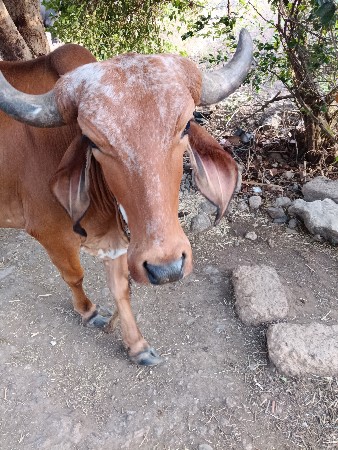 આ ગાય વેચવાની છે