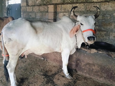 ગાય