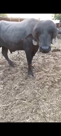 ઘડેલો પાડો વેચવાનો છે