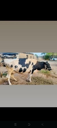 Hf ગાય વેચવા ની છે ૪ મહીના ધાભણી