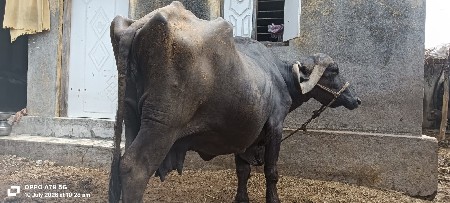 ભેસ‌ વેચવાની છે