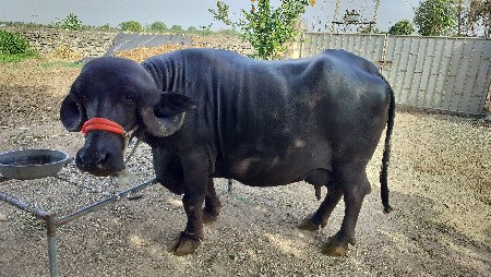 જાફરાબાદી ખડેલ વેચવાની છે
