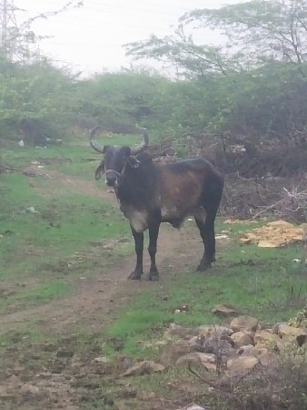 બળદ વેચવાનો છે