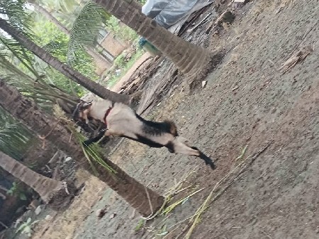 બકરો વેચવાનો છે