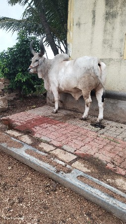 ત્રણ વાવણી