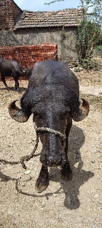 પાડો વેચવાનો હે