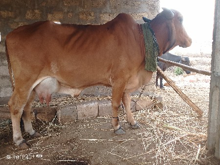 ગાય