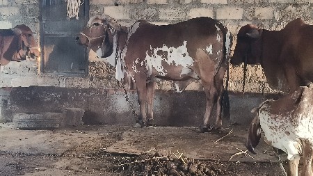 ગીર ગયો દસ 10 વેચવાની છે