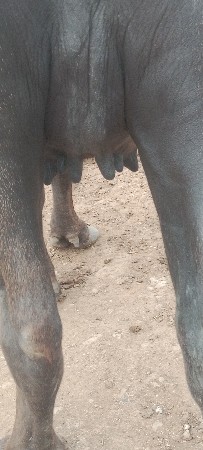પેલૂ.વેતર.ખડેલી