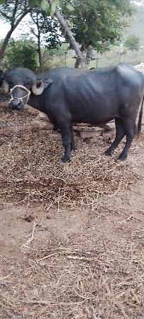 પાડો