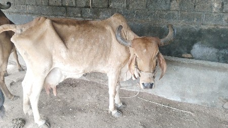 ગાય આપવાની સે