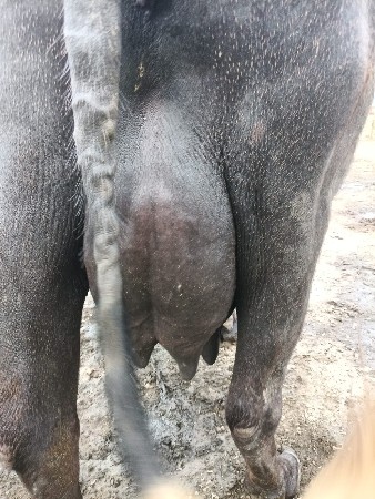 ભેસ  વેચવાની  છે