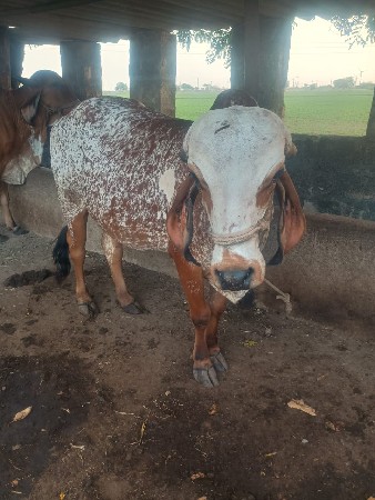 ગાય વેચવાની છે