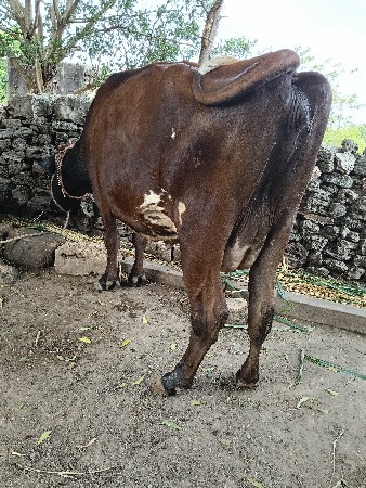 ગીર ક્રોસ