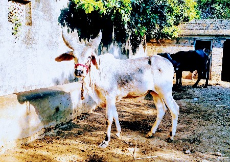 ગોધ લો લ
