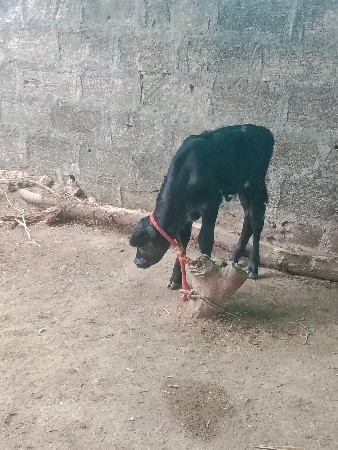 ગાય વેચવાની છે