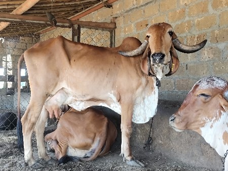 ગીરગાય બેસવાની છે ઓરીજનલ