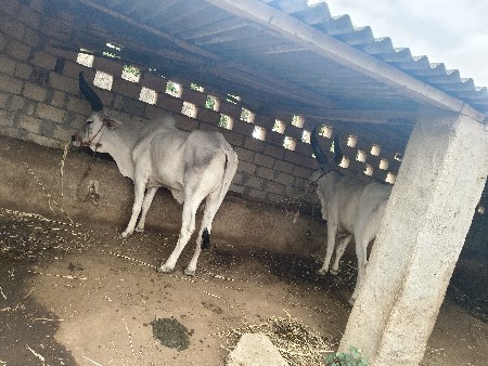 badadh