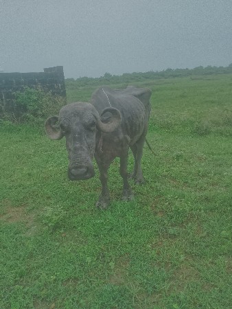 ભેંસ વેચવાની છે