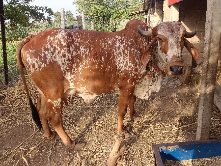 ગાય વેચવાની છે