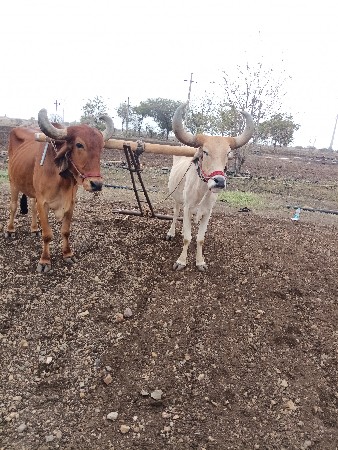 બધી જવાબદારી થી વેચવાના છે