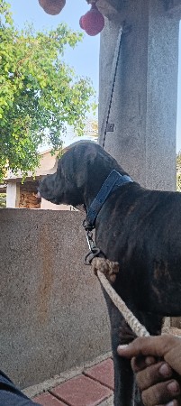only for breeding