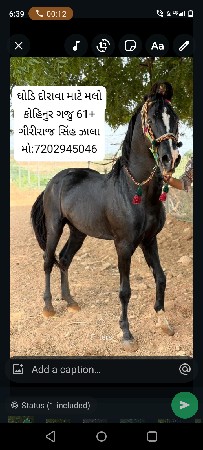 ઘોડિ દોરાવા મલો
