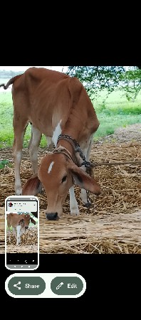 વાછડી વેચવાની છે