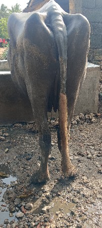 ભેસ