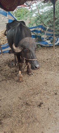 ખડેલી‌ વેચવા ની‌ છે
