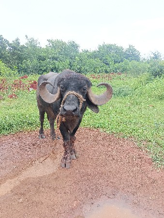 પાડો