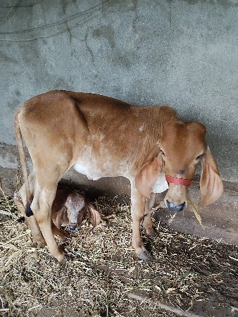 ગીર વાછડી
