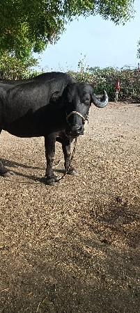 વેચવાની છે