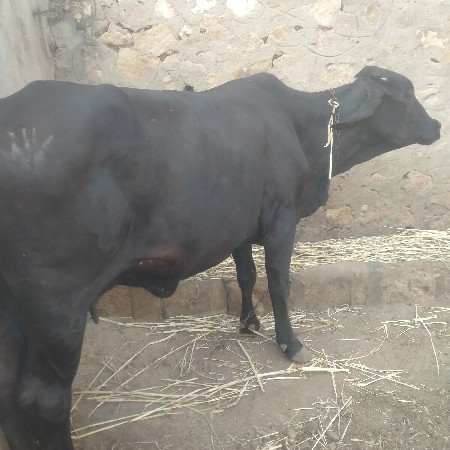 2 કોસ ગાય દેવાની છે