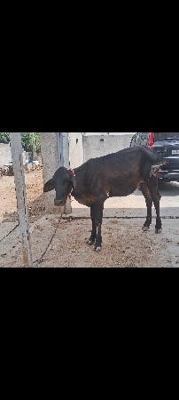 🐄🐄