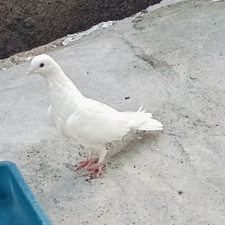 કબૂતર વેસાવ ના હે એક1જોડી9714343660
