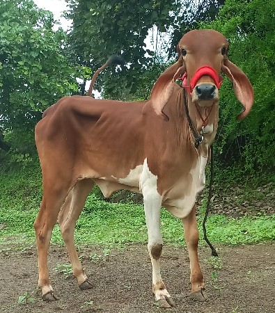 ગીર વાછડીયુ વેચવાની છે