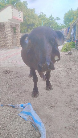 ભેસ વેચવાની છે