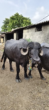 1 વેતર ખડેલી વેચવાની છે