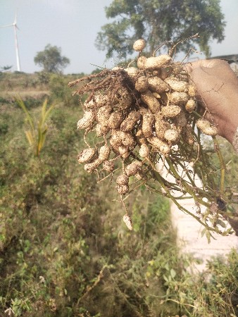 ગિરનાર 4 નું બીયારણ