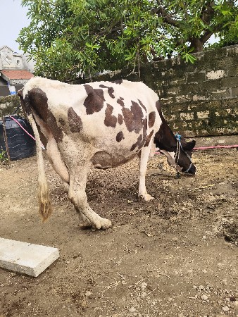 એસબ