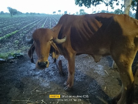ઓળકી દેવાની છે